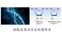 生物必修1《分子与细胞》第5节 核酸是遗传信息的携带者背景图课件ppt