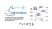 人教版 (2019)必修2《遗传与进化》第3节 DNA的复制示范课课件ppt