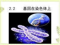 人教版 (2019)必修2《遗传与进化》第2节 基因在染色体上一等奖ppt课件