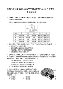 2024辽宁省滨城高中联盟高二上学期10月月考试题生物无答案