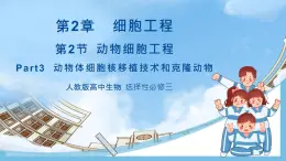 【名師特供】2.2.3《動(dòng)物體細(xì)胞核移植技術(shù)和克隆動(dòng)物》 課件 人教版高中生物選修三