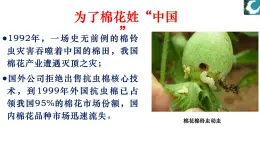 人教版（2019）高中生物选择性必修三  3.1重组DNA技术的基本工具（2课时）课件