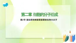 沪科技版(2020)高中生物 必修一 2.2 蛋白质和核酸是重要的生物大分子 课件