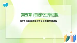 沪科技版(2020)高中生物 必修一 5.3 细胞衰老和死亡是自然的生理过程  课件