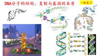 2025屆高考生物一輪復(fù)習(xí)課件：  DNA結(jié)構(gòu)  復(fù)制和基因的本質(zhì)