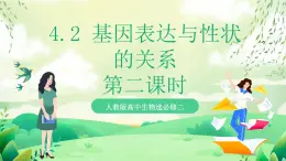 人教版高中生物必修二4.2《基因表達與性狀的關(guān)系》（第2課時）課件+教案+分層練習(xí)+導(dǎo)學(xué)案