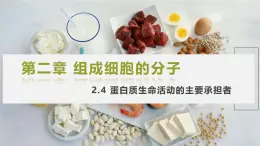 人教版 2019 高中生物 必修1 第二章 2.4《 蛋白質(zhì)是生命活動(dòng)的主要承擔(dān)者》 PPT+教案