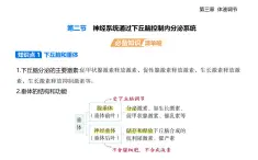 3.2  神经系统通过下丘脑控制内分泌系统知识点串讲课件+分层训练-浙科版高中生物高二上册（选必一）