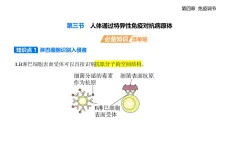 4.3 人体通过特异性免疫对抗病原体知识点串讲课件+分层训练-浙科版高中生物高二上册（选必一）