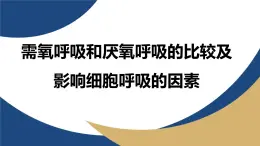 浙科版高中生物必修1 《3-4-2 需氧呼吸和厭氧呼吸的比較及影響細(xì)胞呼吸的因素》教學(xué)課件
