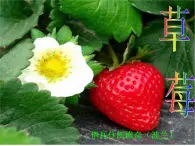 北師大版高中語文必修一 草   莓_課件