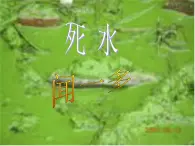 語文版高中  語文必修一 2-5*《死水》參考課件4