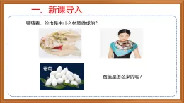 蘇教版小學(xué)科學(xué)四下第三單元《10.養(yǎng)昆蟲》（第一課時）課件+教案+作業(yè)+視頻