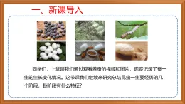 蘇教版小學(xué)科學(xué)四下第三單元《10.養(yǎng)昆蟲》（第二課時）課件+教案+作業(yè)+視頻