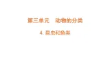 3.4《昆虫和鱼类》（课件）2025-2026学年大象版三年级科学上册