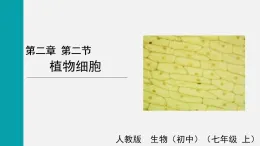 1.2.2植物細(xì)胞(課件)2025-2026學(xué)年人教版七年級生物上冊