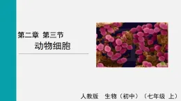 1.2.3動物細(xì)胞(課件)2025-2026學(xué)年人教版七年級生物上冊