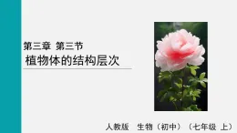 1.3.3植物體的結(jié)構(gòu)層次(課件)2025-2026學(xué)年人教版七年級生物上冊