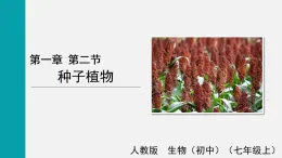 2.1.2種子植物(課件)2025-2026學(xué)年人教版七年級生物上冊