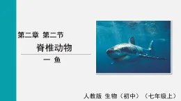 2.2.2.1魚(課件)2025-2026學(xué)年人教版七年級生物上冊