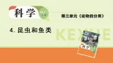 2025年大象版三年级科学上册 3.4《昆虫和鱼类》（教案+课件）
