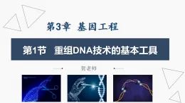 3.1 重組DNA技術(shù)的基本工具- 【省心備課】2024-2025學(xué)年高二生物同步教學(xué)精優(yōu)課件（人教版2019選擇性必修3）
