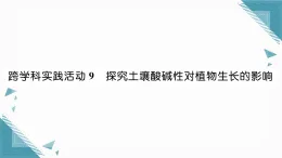 2025年人教版（2024）初中化學(xué)九年級下冊第10單元跨學(xué)科實(shí)踐活動9  探究土壤酸堿性對植物生長的影響習(xí)題課課件（含答案）