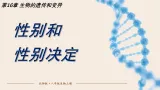 16.4 性别和性别决定(课件)2025-2026学年北师大生物八年级上册