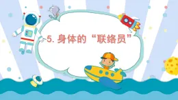 教科版五年級科學(xué)上冊課件《4.5 身體的“聯(lián)絡(luò)員”》