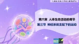 八年级上册生物（人教版） 4.6.3神经系统支配下的运动     课件+教案