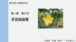 2026年春人教版七年級(jí)生物下冊(cè)3.1.3開花和結(jié)果(課件)