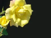 小学音乐采一束鲜花示范课课件ppt