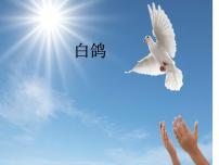 人教版三年级上册唱歌 白鸽图片ppt课件