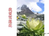 音乐人音版我爱雪莲花图文ppt课件