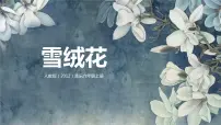 小学活动 雪绒花优质教学ppt课件