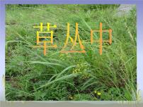 湘美版四年级上册第5课 草丛中多媒体教学ppt课件