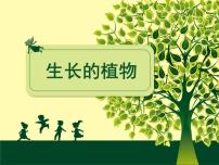 浙美版四年级下册7 生长的植物示范课ppt课件