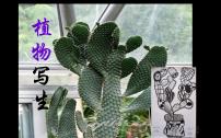 小学美术冀美版三年级下册6.植物写生课文ppt课件