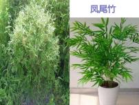 冀美版三年级下册6.植物写生课前预习ppt课件