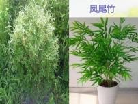 小学美术冀美版三年级下册6.植物写生备课ppt课件