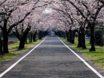 小学美术人美版五年级上册5.绘画中的透视现象教案配套课件ppt