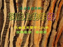 小学人美版3.认识身边的树教学课件ppt
