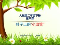 小学美术人教版二年级下册第8课 叶子上的小“血管”课文课件ppt