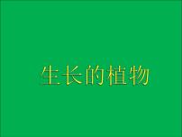 小学美术7 生长的植物评课课件ppt