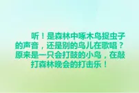 岭南版六年级下册9. 会打鼓的鸟背景图课件ppt