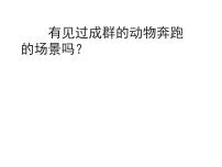 岭南版四年级下册第五单元 有趣的地球村14. 成群的动物课文课件ppt