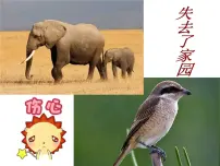 湘美版一年级下册第21课 小树快快长评课ppt课件