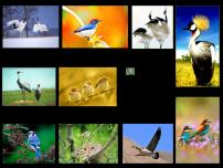 人美版二年级下册19.我喜欢的鸟说课课件ppt