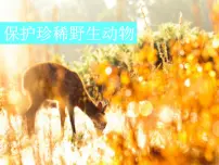 人教版三年级下册第19课 保护珍稀野生动物多媒体教学课件ppt