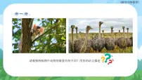 岭南版五年级下册17. 群居动物模型图片课件ppt